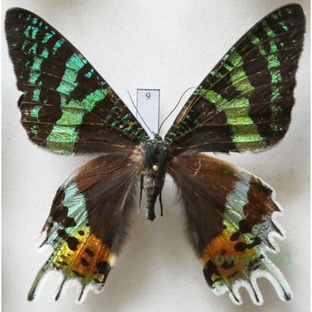 Chrysiridia rhipheus (Drury, 1773) Madagascar 69mm9